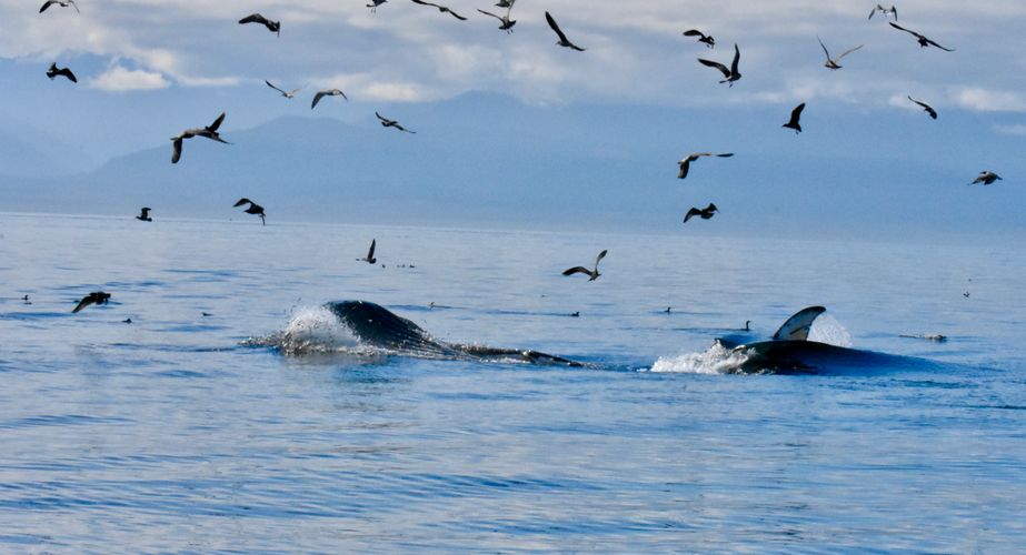 Orka rondreis Canada